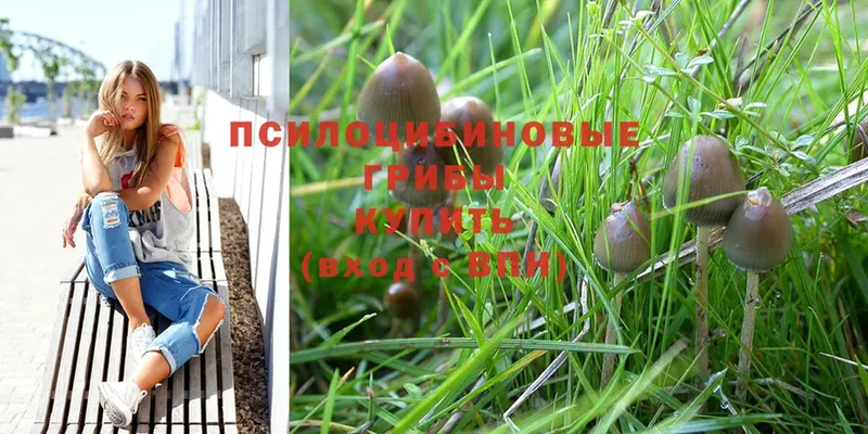 Галлюциногенные грибы Psilocybine cubensis  Ялуторовск 